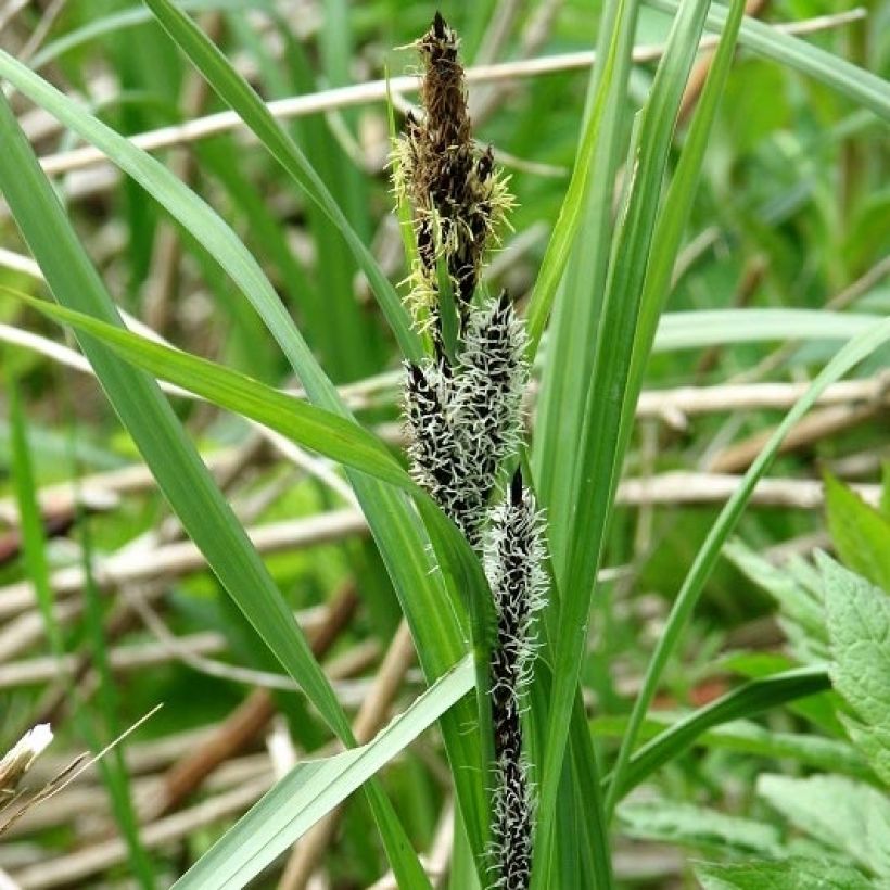 Carex riparia - Ufer-Segge (Blüte)