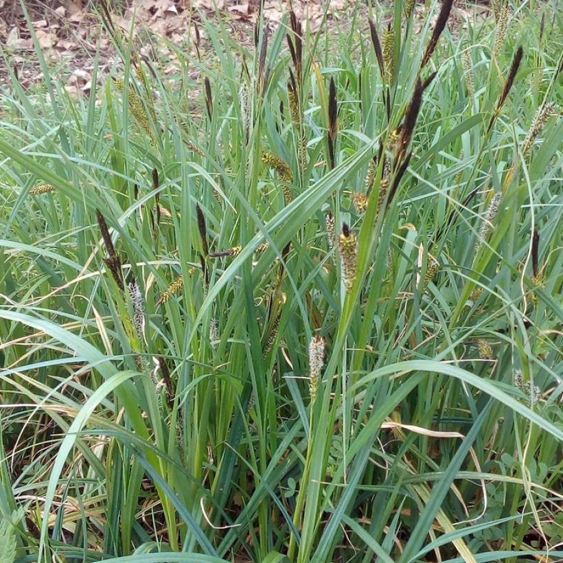 Carex riparia - Ufer-Segge (Hafen)