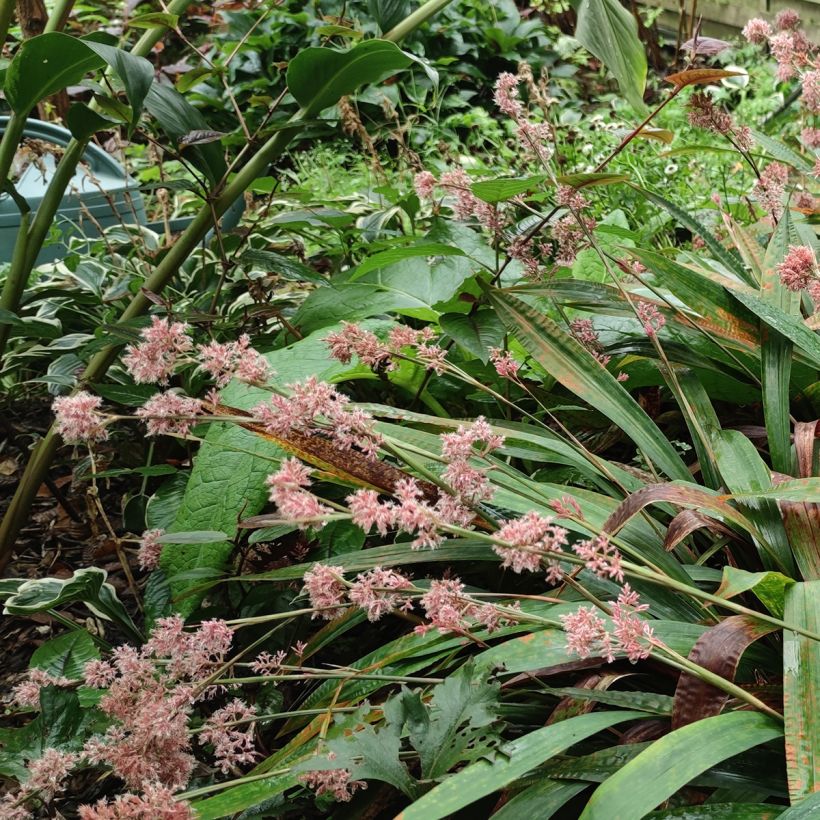 Carex scaposa - Kirschblüten-Segge (Hafen)