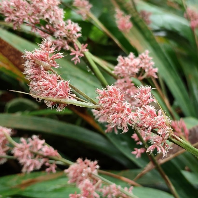 Carex scaposa - Kirschblüten-Segge (Blüte)