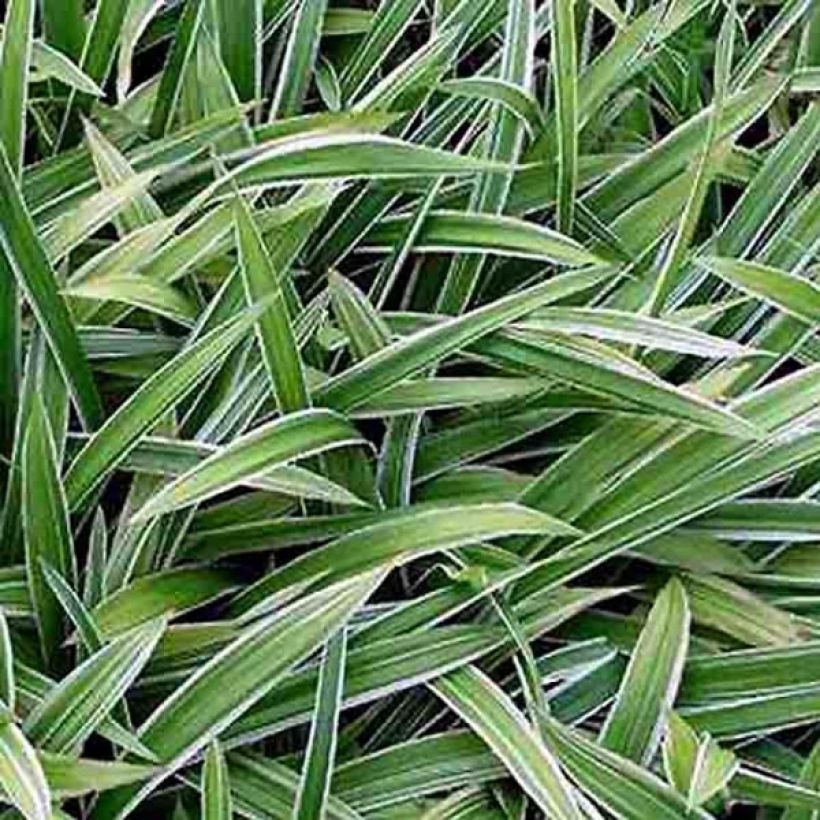 Carex siderosticha Variegata (Laub)