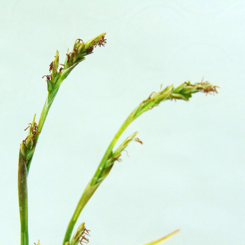 Carex siderosticha Variegata (Blüte)