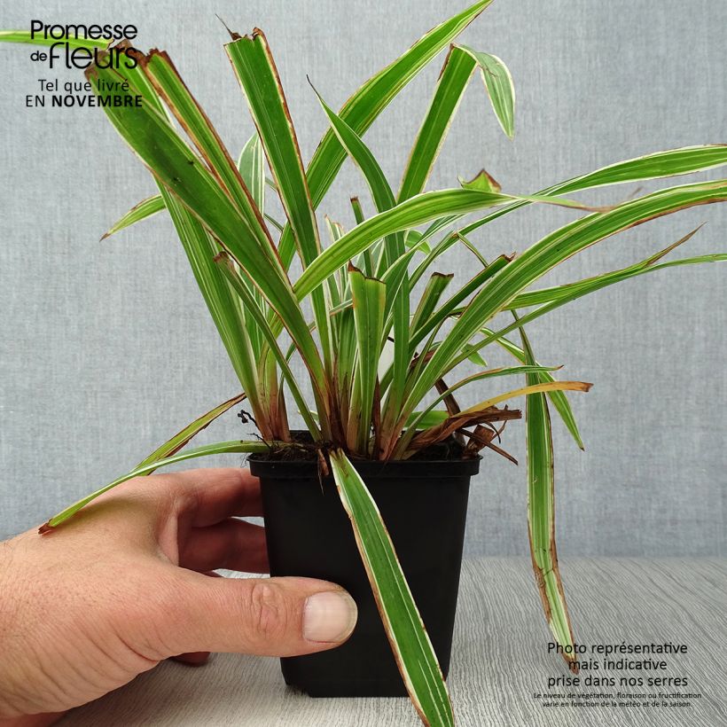 Exemplar von Carex siderosticha Variegata - Laîche Godet de 9cm wie im Herbst geliefert