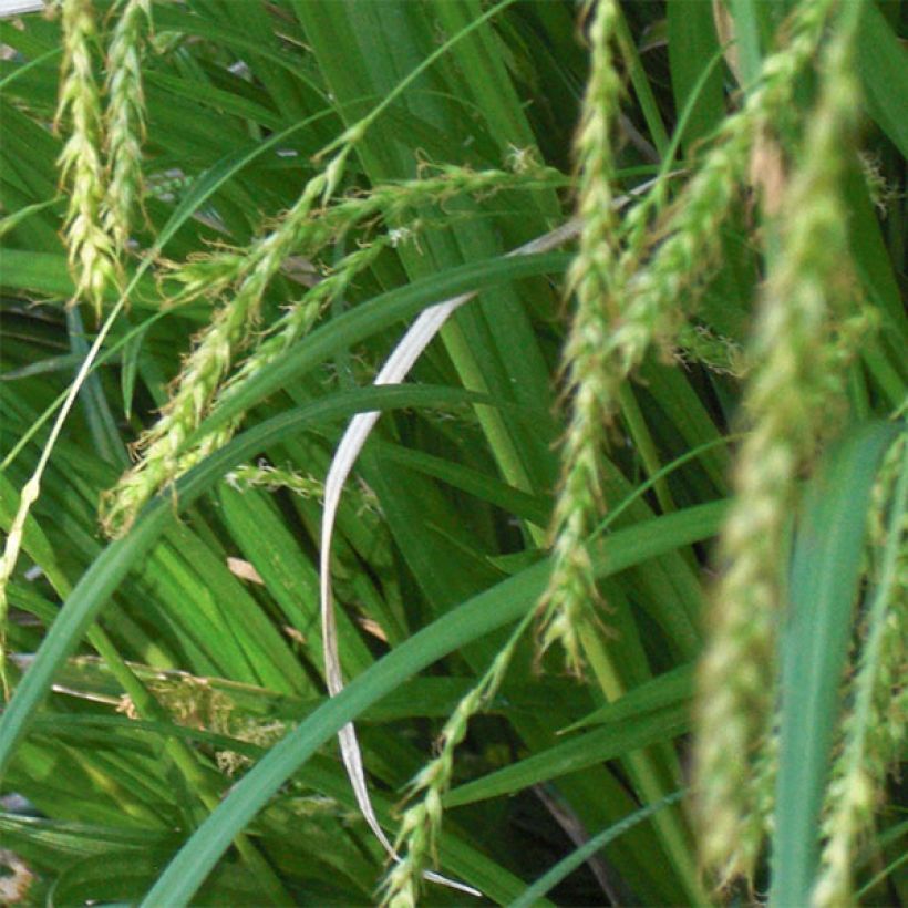 Carex sylvatica - Wald-Segge (Blüte)