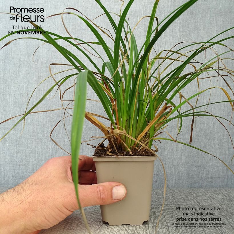 Exemplar von Carex sylvatica - Laîche des bois en godet de 9 cm wie im Herbst geliefert