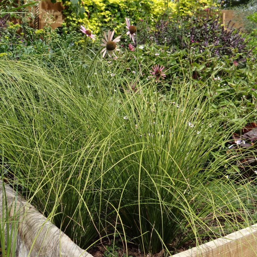 Carex testacea Lime Shine - Orange Segge (Hafen)