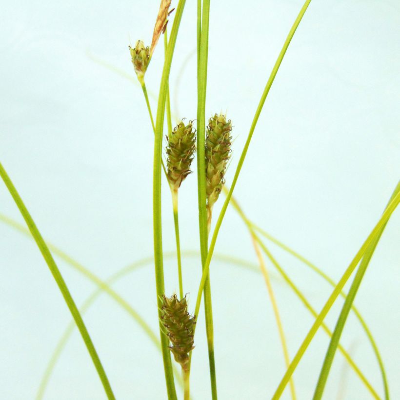 Carex testacea Lime Shine - Orange Segge (Blüte)