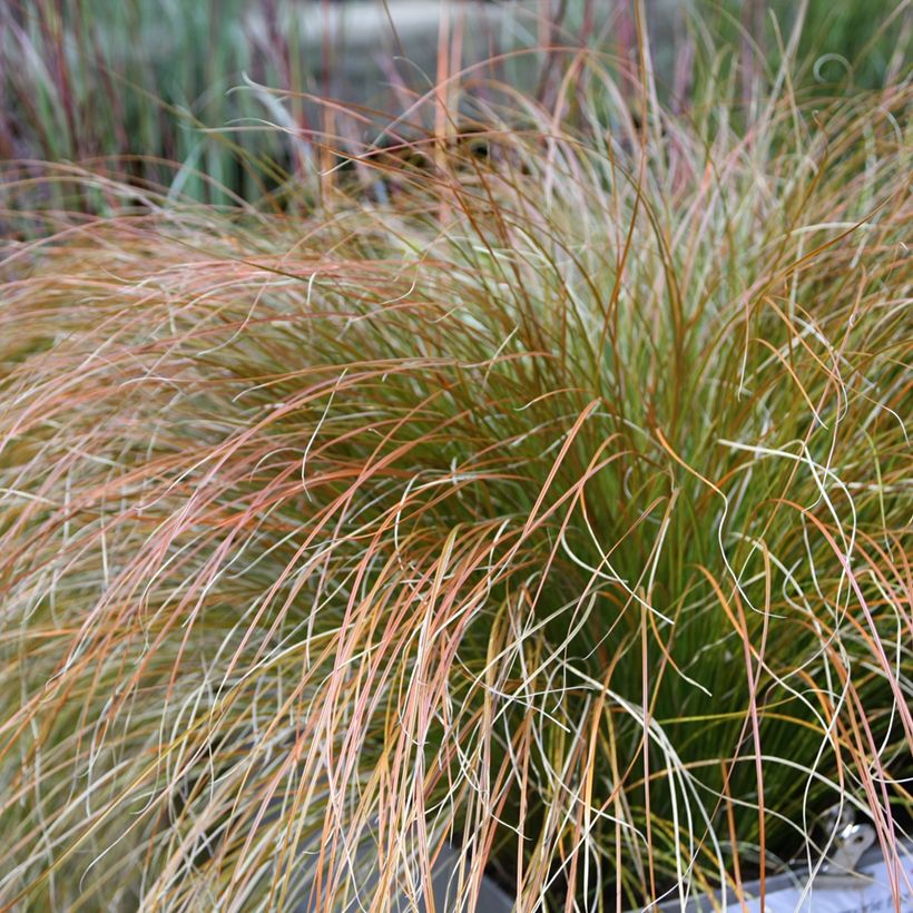 Carex testacea Prairie Fire - Orange Segge (Laub)