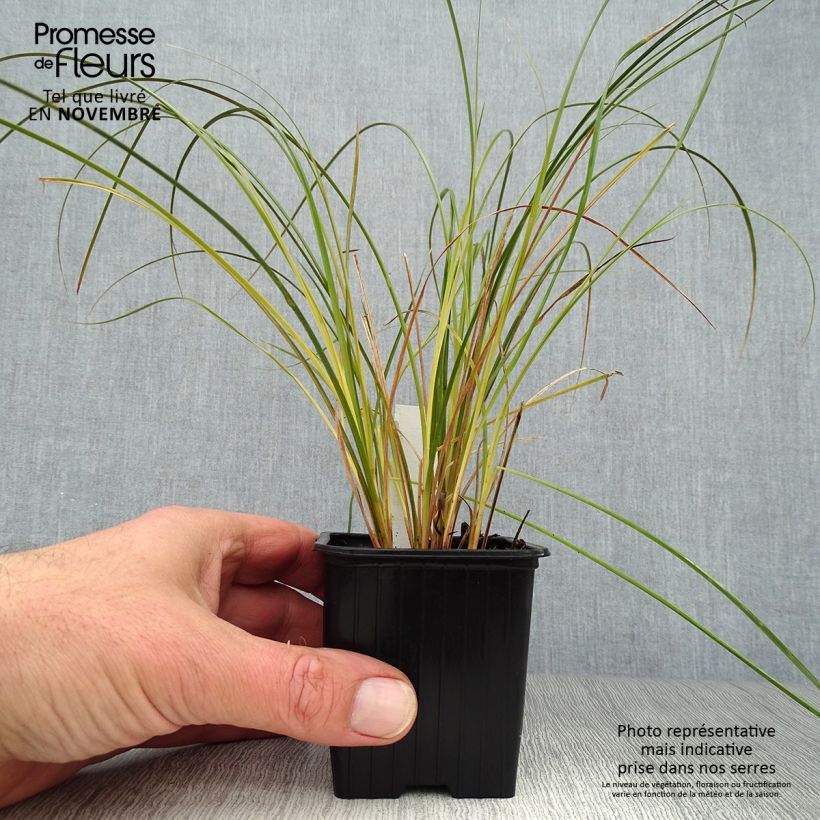 Exemplar von Carex testacea Prairie Fire - Orange Segge wie im Herbst geliefert