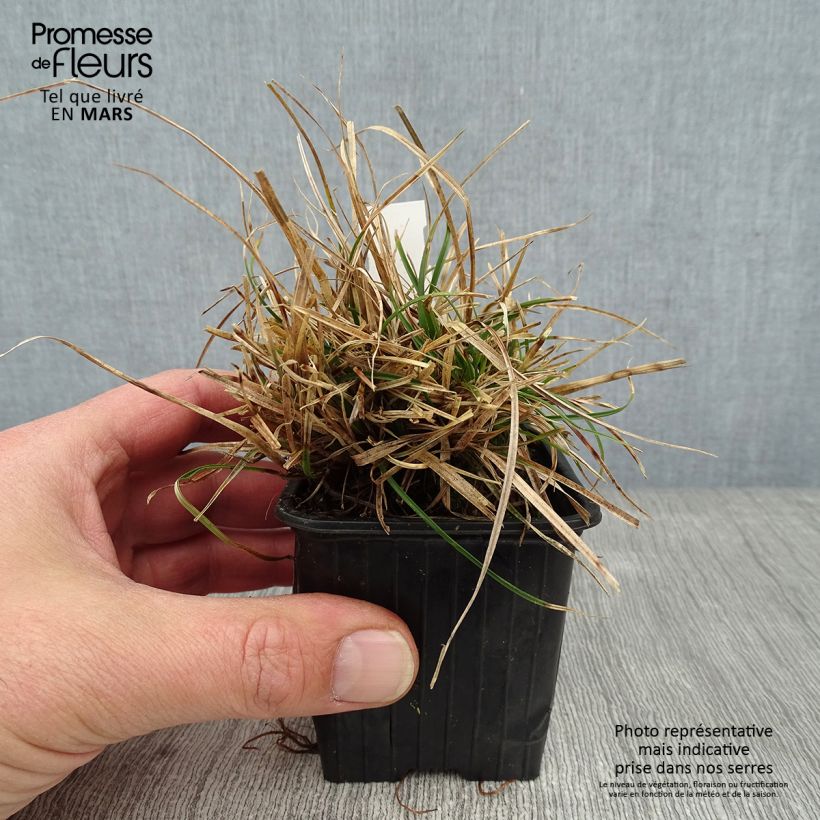 Exemplar von Carex umbrosa - Laîche des ombrages Godet de 8/9 cm wie im Winter geliefert