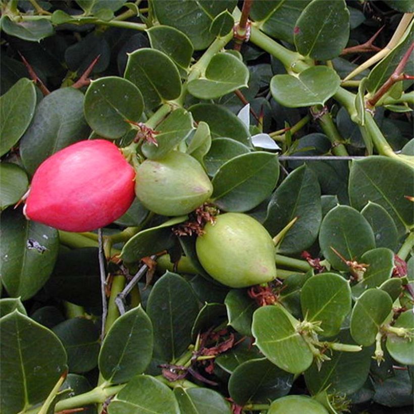 Carissa macrocarpa (Laub)