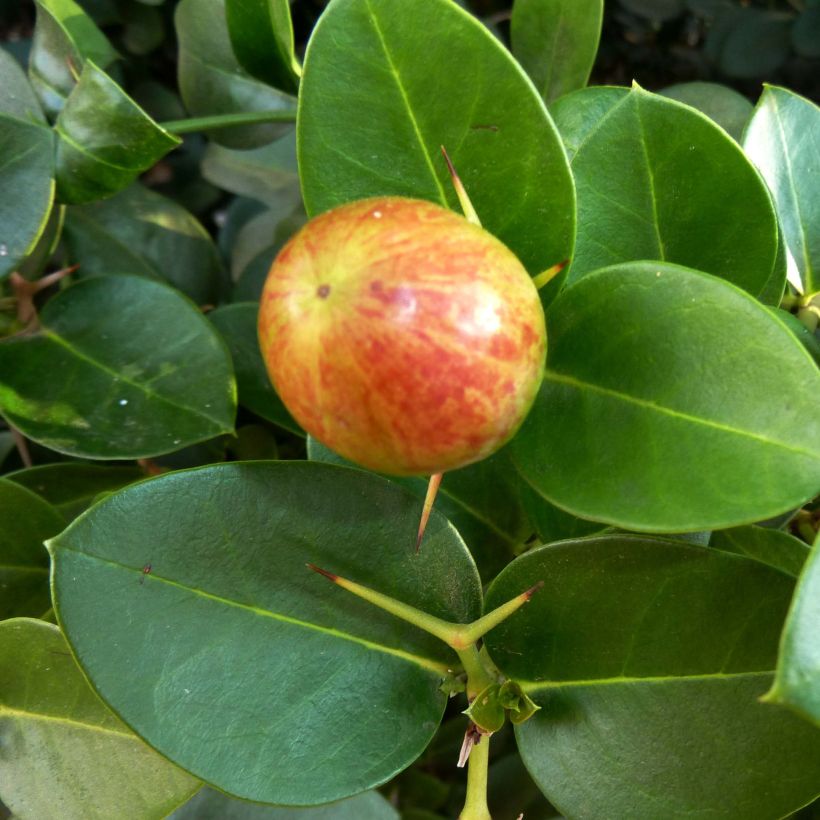 Carissa macrocarpa (Ernte)