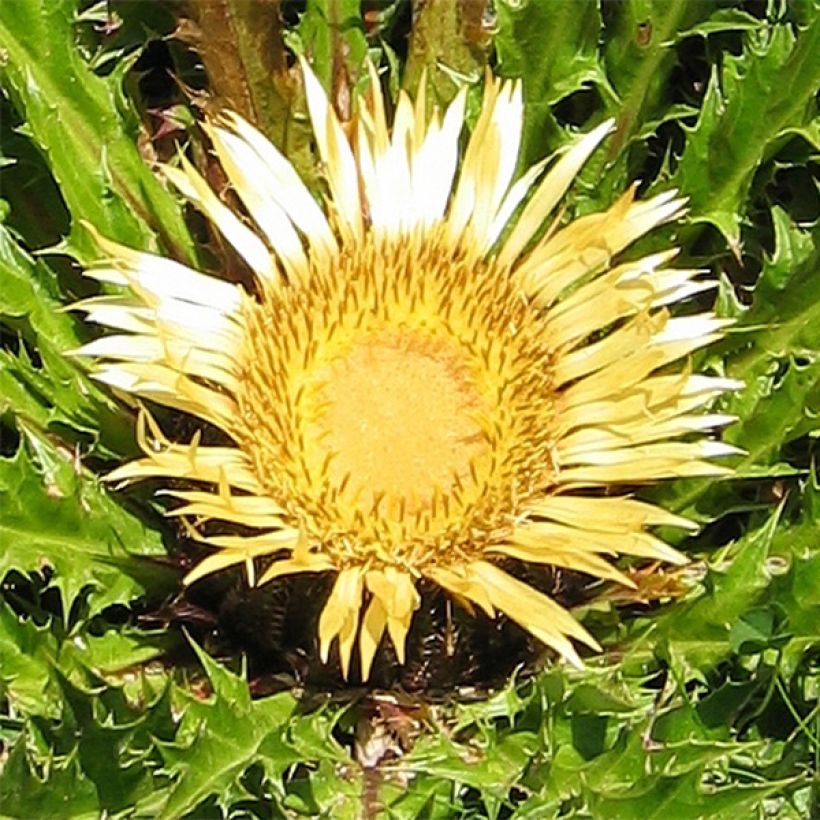 Carlina acanthifolia - Acanthusblättrige Eberwurz (Blüte)