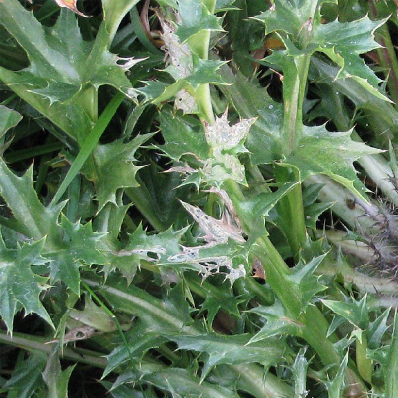 Carlina acaulis subsp. simplex Bronze - Einfache Silberdistel (Laub)