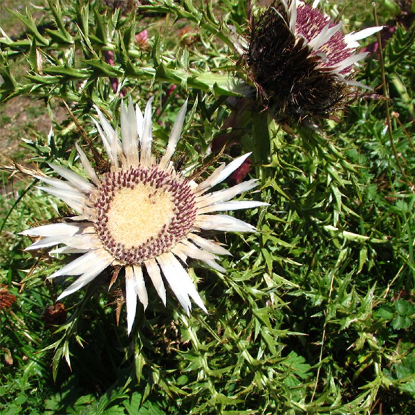 Carlina acaulis subsp. simplex Bronze - Einfache Silberdistel (Blüte)