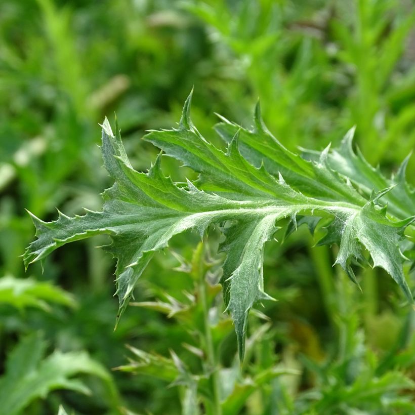 Carlina acaulis subsp. simplex - Einfache Silberdistel (Laub)