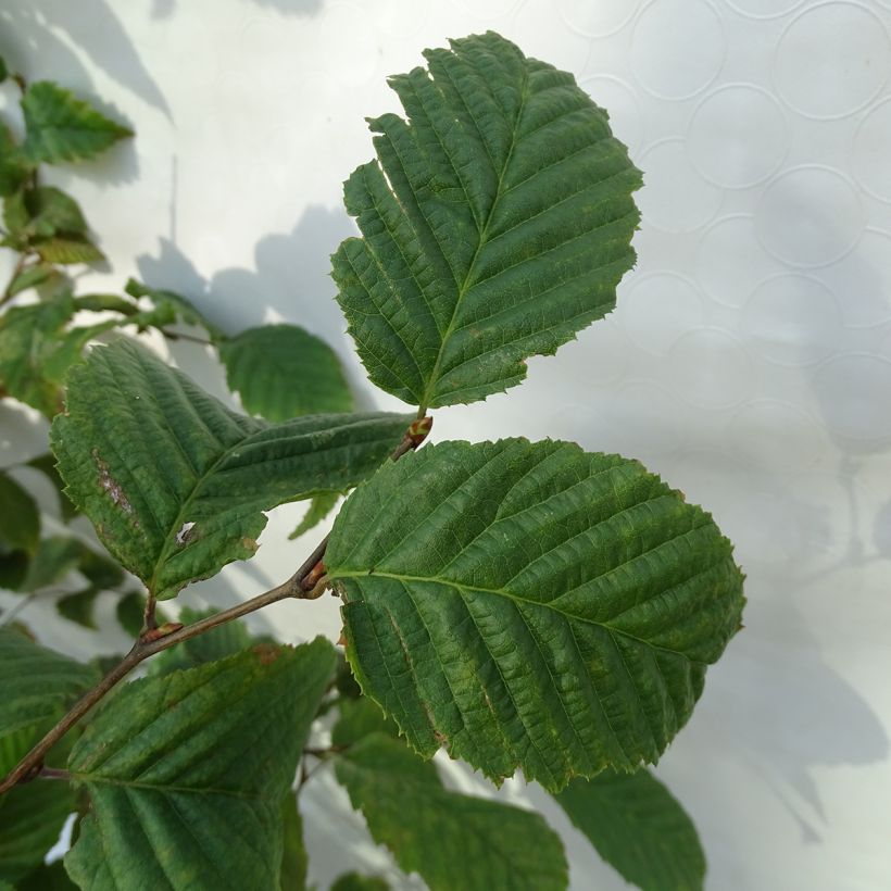 Hainbuche - Carpinus betulus (Laub)