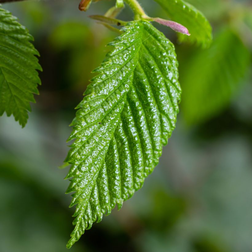 Hainbuche - Carpinus betulus (Laub)