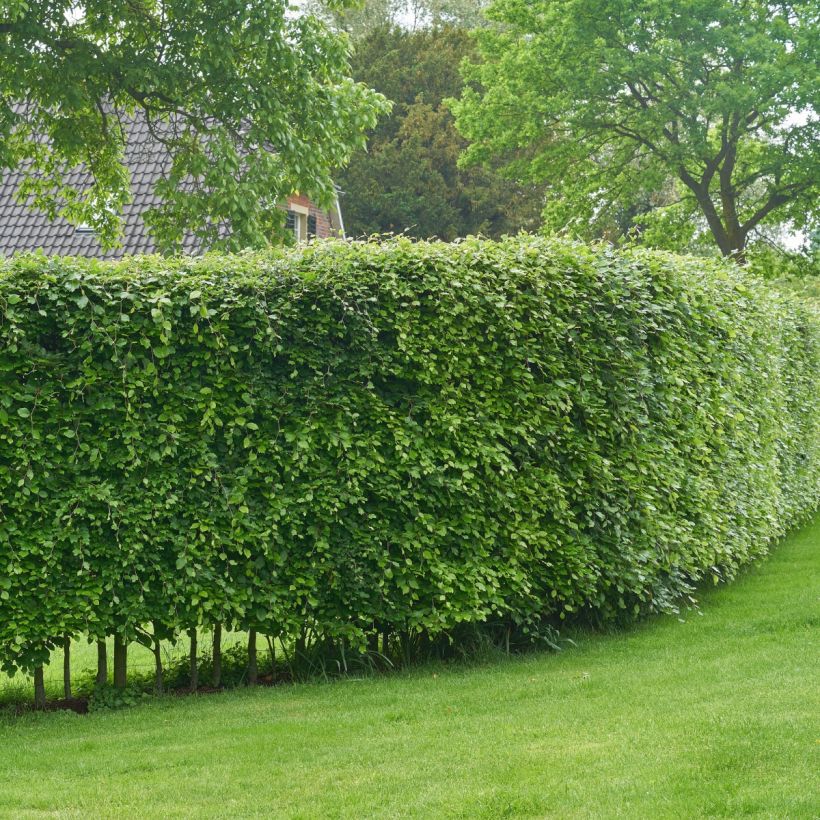 Hainbuche - Carpinus betulus (Hafen)