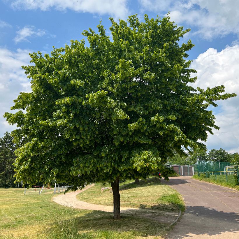 Hainbuche Fastigiata - Carpinus betulus (Hafen)