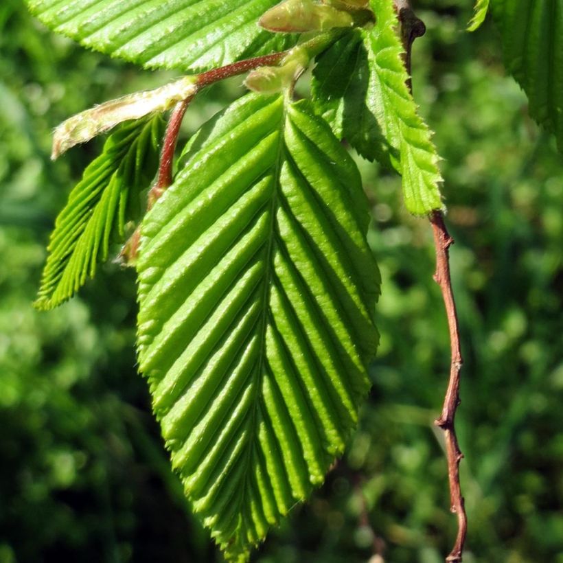 Hainbuche Lucas - Carpinus betulus (Laub)