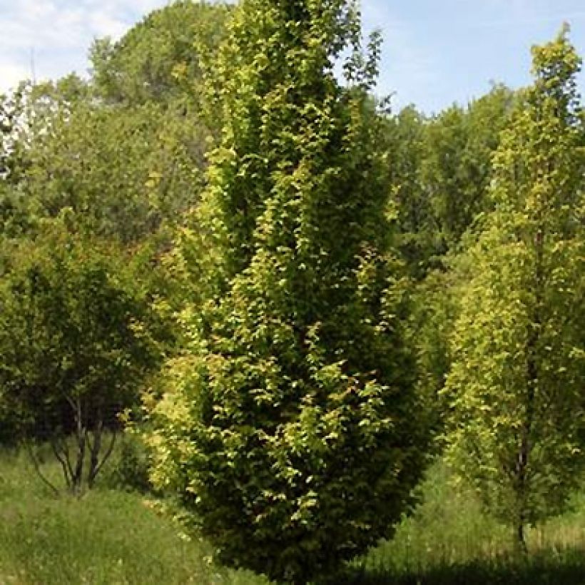 Hainbuche Lucas - Carpinus betulus (Hafen)