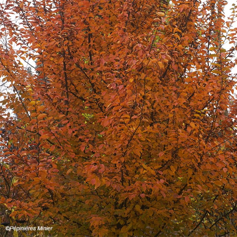 Hainbuche Orange Retz - Carpinus betulus (Laub)