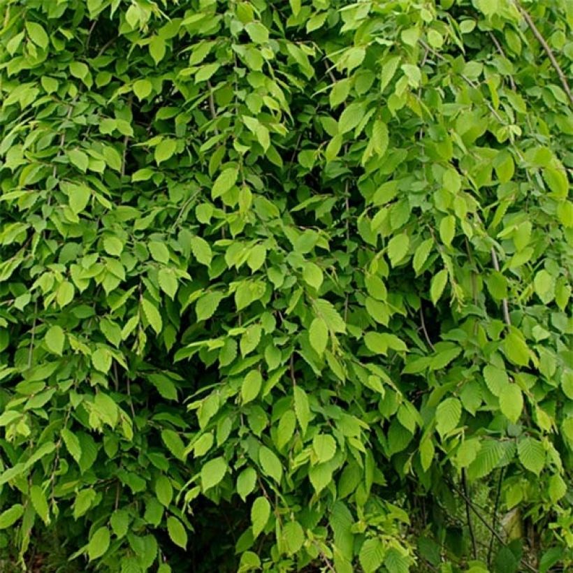 Hainbuche Pendula - Carpinus betulus (Laub)