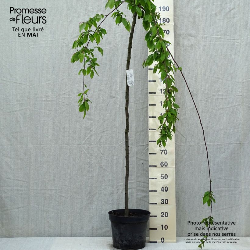 Exemplar von Hainbuche Pendula - Carpinus betulus Topf mit 12L/15LGelieferte Höhe ca. 140/160cm wie im Frühjahr geliefert