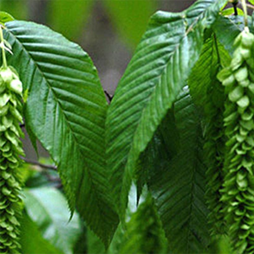 Hopfen Hainbuche - Carpinus fangiana (Laub)