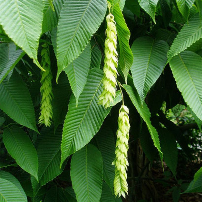 Hopfen Hainbuche - Carpinus fangiana (Blüte)