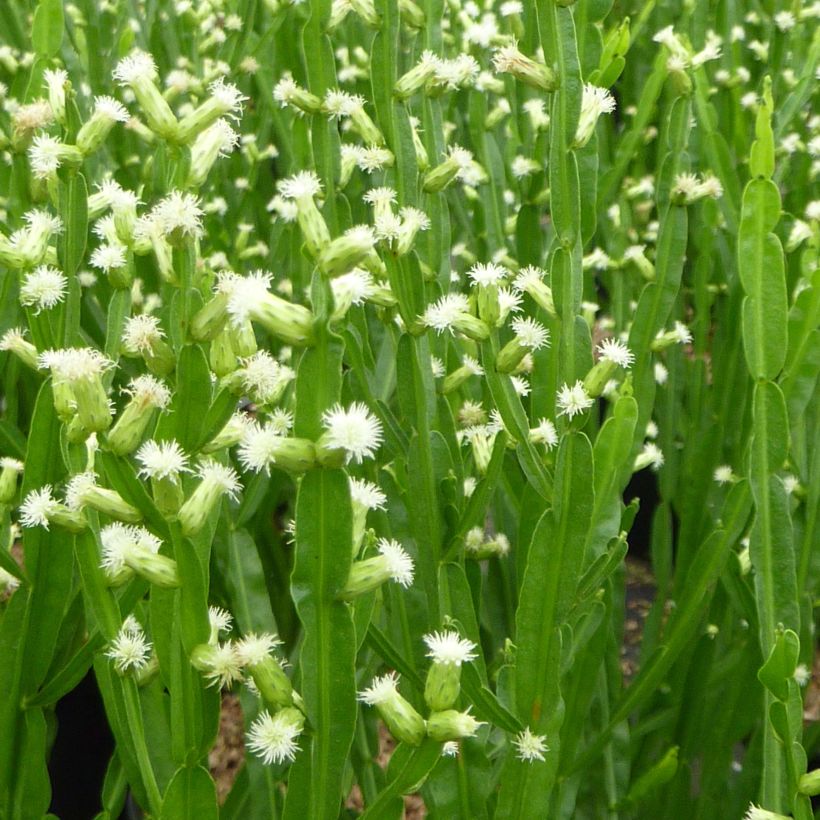 Baccharis genistelloides (Blüte)