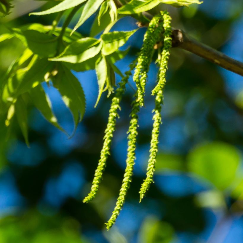 Pekannuss Choctaw - Carya illinoinensis (Blüte)