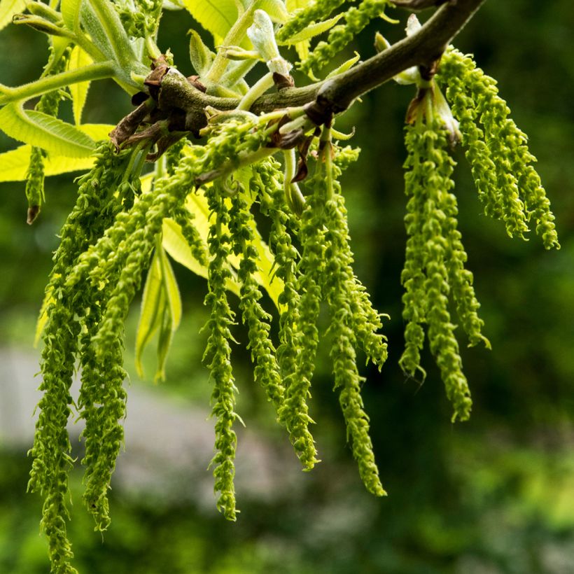 Pekannuss Mohawk - Carya illinoinensis (Blüte)