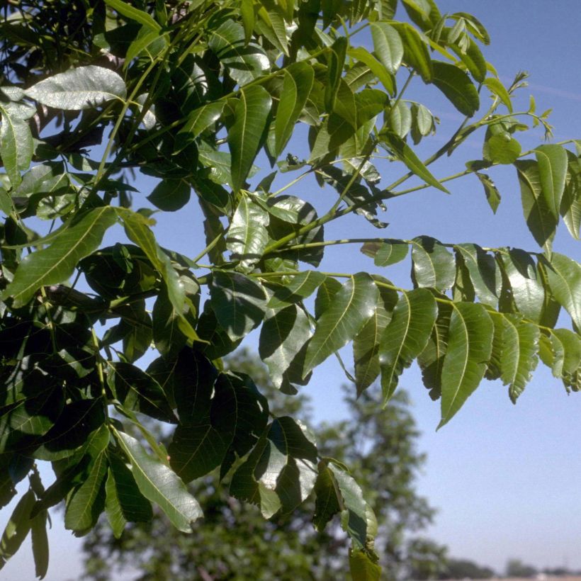 Pekannuss - Carya illinoinensis (Laub)