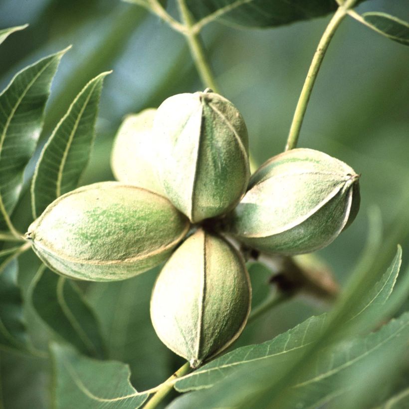 Pekannuss - Carya illinoinensis (Ernte)