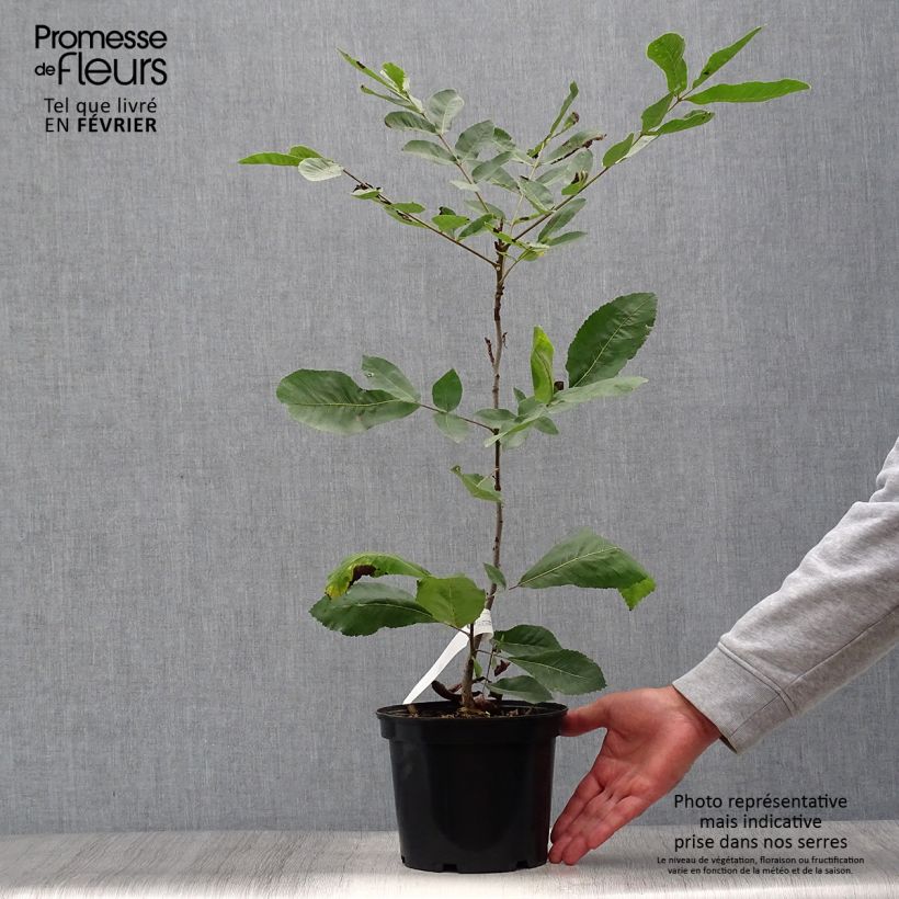 Exemplar von Carya illinoinensis - Noix de Pécan - Pacanier Pot de 3L/4L wie im Herbst geliefert