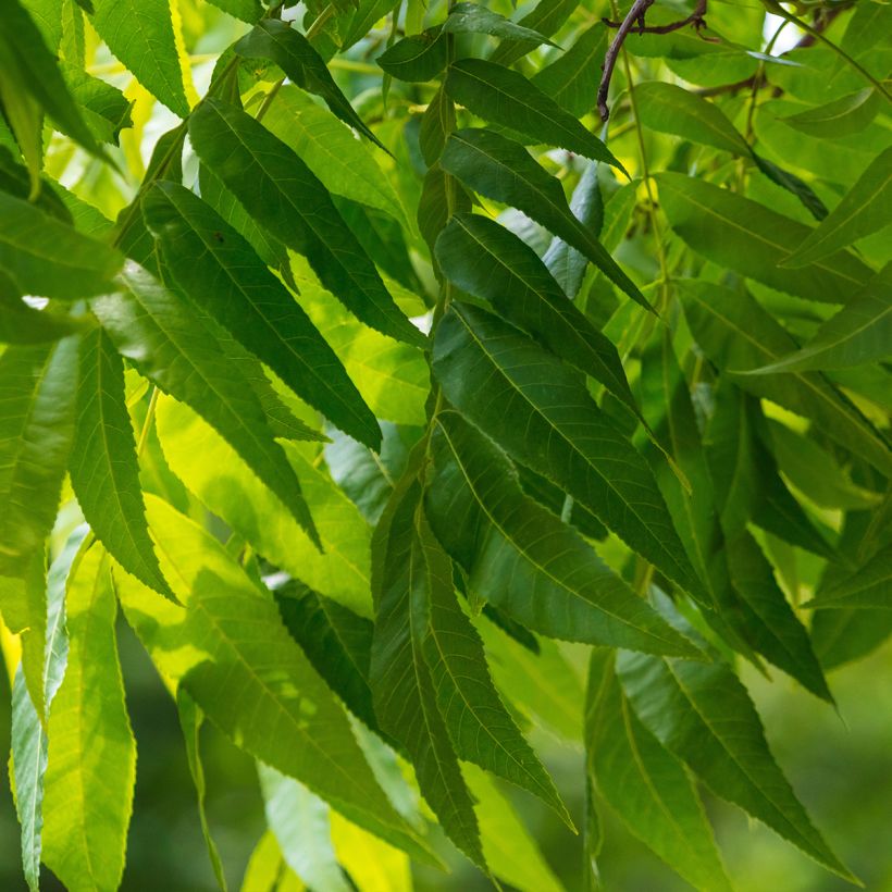 Pekannuss Pawnee - Carya illinoinensis (Laub)