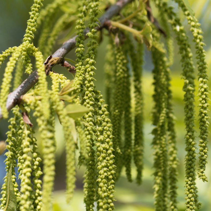 Pekannuss Pawnee - Carya illinoinensis (Blüte)