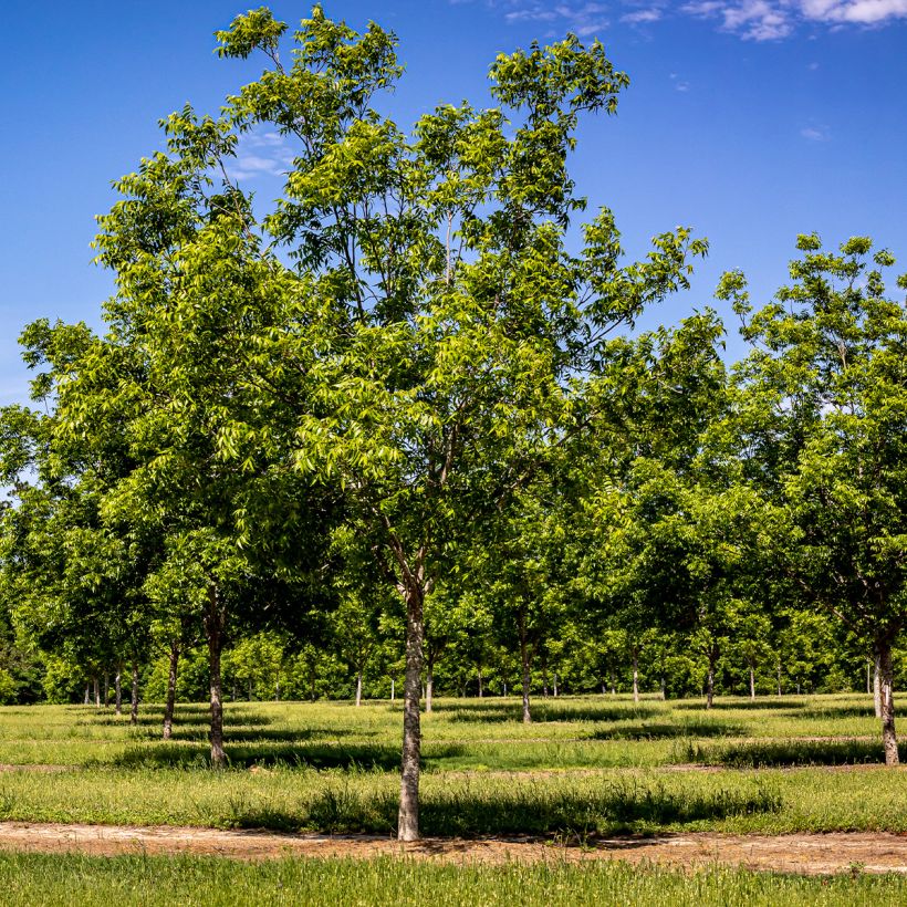 Pekannuss Pawnee - Carya illinoinensis (Hafen)