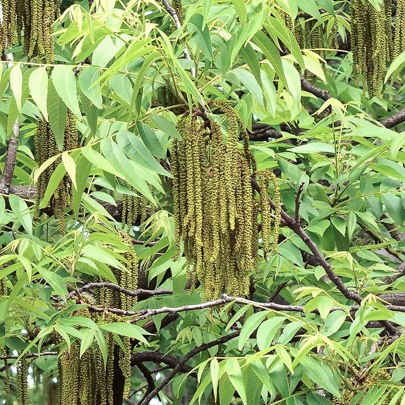 Pekannuss Shoshoni - Carya illinoinensis (Blüte)