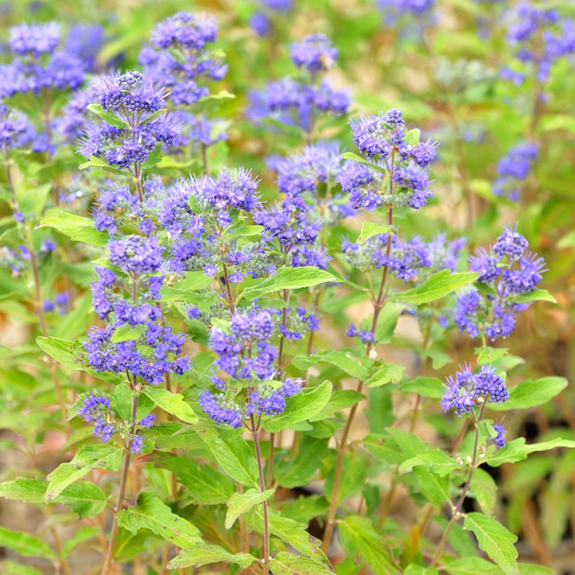 Bartblume Grand Bleu - Caryopteris clandonensis (Blüte)