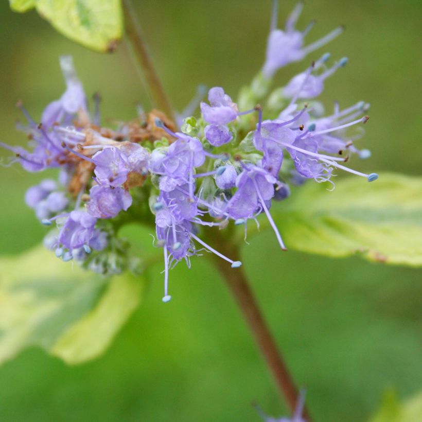 Bartblume Summer Sorbet - Caryopteris clandonensis (Blüte)