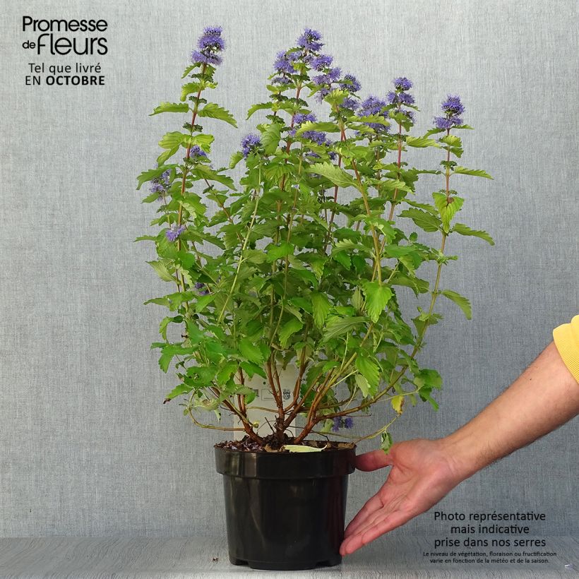 Exemplar von Caryopteris clandonensis Good as Gold - Spirée bleue Pot de 2L/3L wie im Herbst geliefert