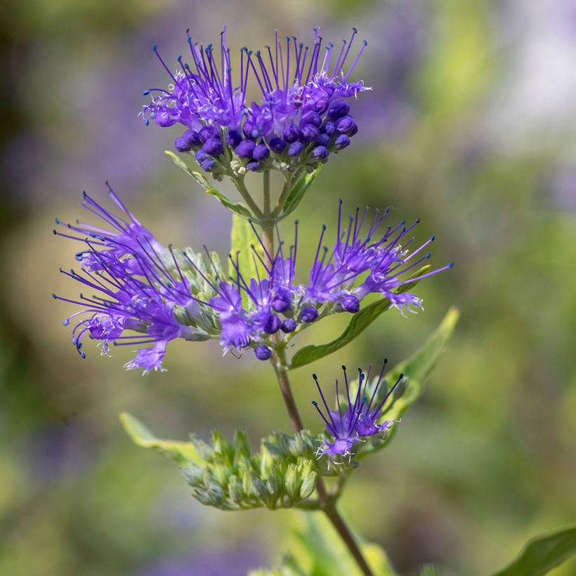 Bartblume Kew Blue - Caryopteris clandonensis (Blüte)