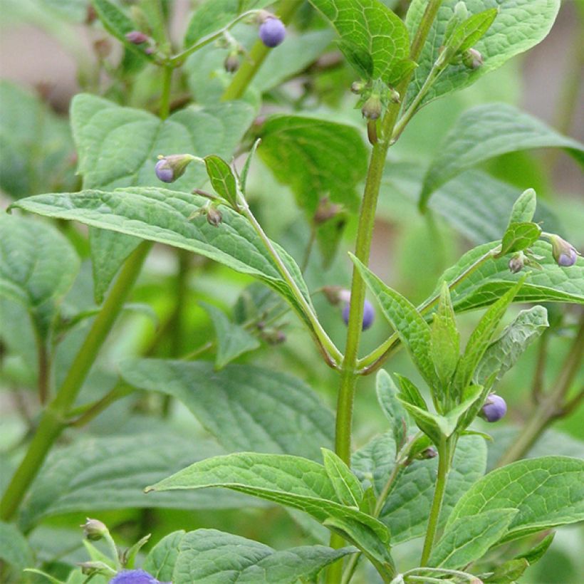 Caryopteris divaricata - Bartblume (Laub)