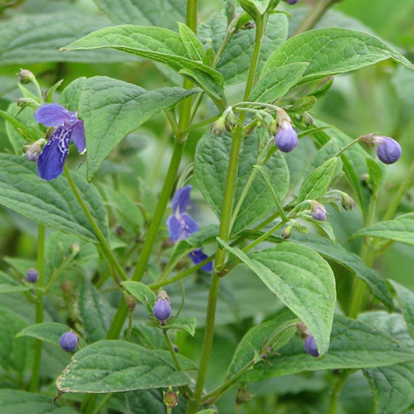 Caryopteris divaricata - Bartblume (Blüte)