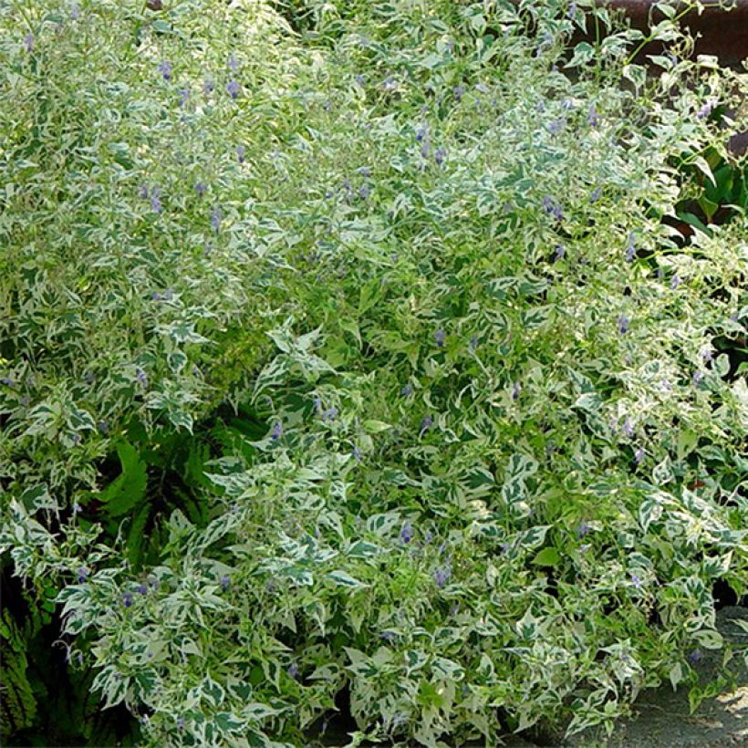 Caryopteris divaricata Electrum - Bartblume (Laub)