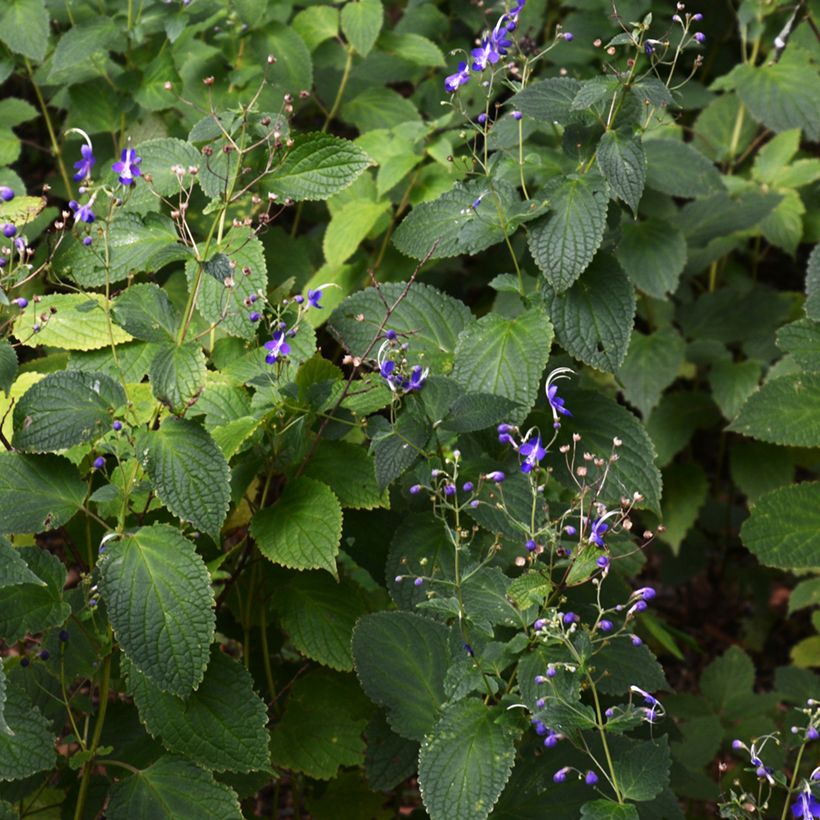 Caryopteris divaricata - Bartblume (Hafen)