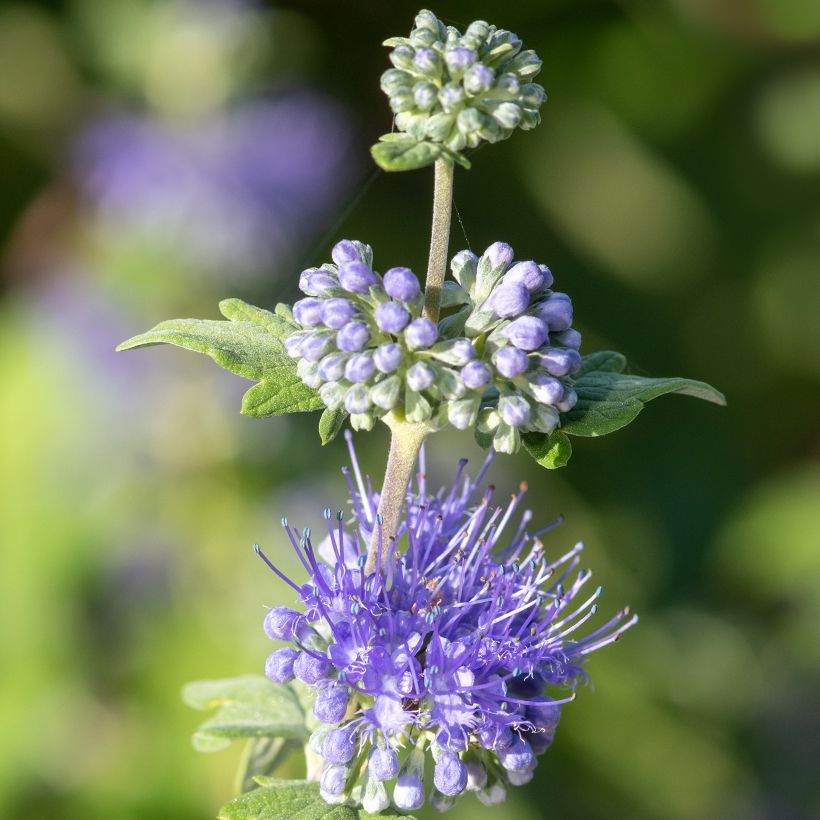 Caryopteris incana Sunny Blue - Bartblume (Blüte)